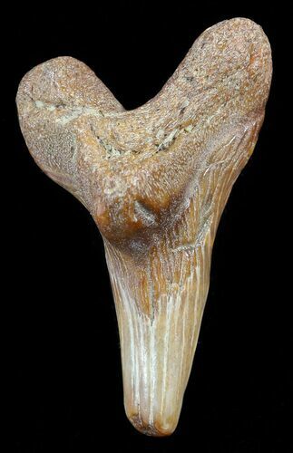 Hemipristis Shark Lower Tooth Fossil - Virginia #50051